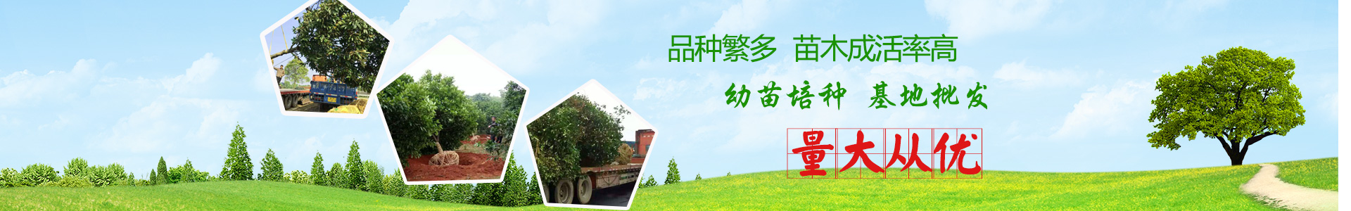 長(zhǎng)沙市亮宇園林綠化工程有限公司_長(zhǎng)沙園林養(yǎng)護(hù)|長(zhǎng)沙大樹移植|小型樹種及花草哪里的好