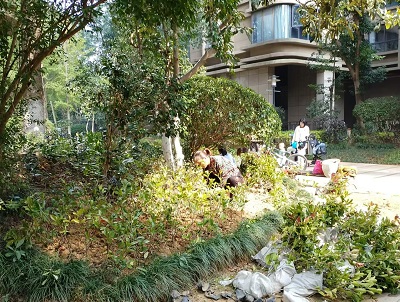 長沙市亮宇園林綠化工程有限公司,長沙園林養護,長沙大樹移植,小型樹種及花草哪里的好